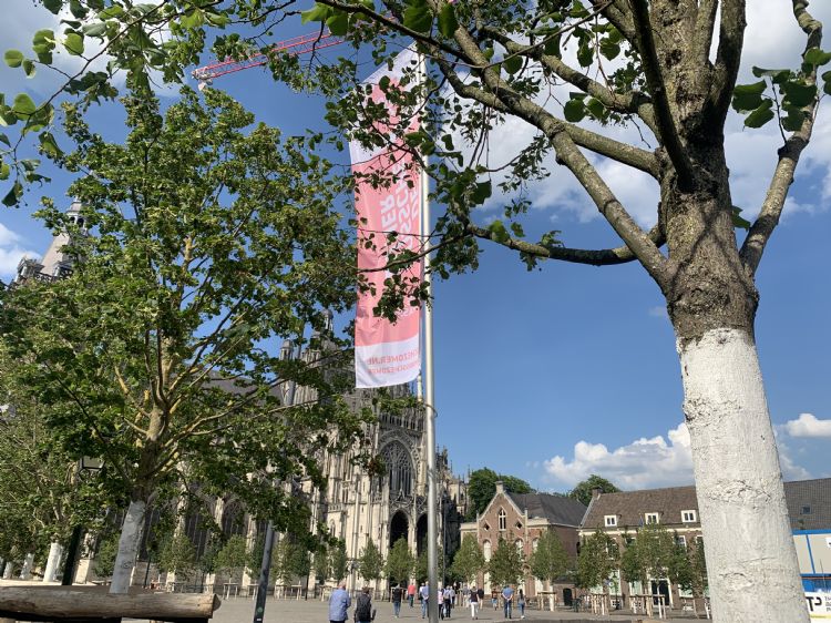 Bomenwit beschermt de jonge stammen tegen zonlicht en warmte Bomenwit beschermt de jonge stammen tegen zonlicht en warmte