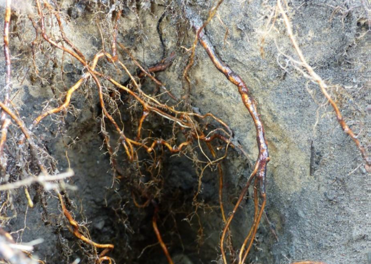 Na één groeiseizoen was de cilinder bij een esdoorn 65 centimeter diep doorworteld. Foto Bernd Malchow Na één groeiseizoen was de cilinder bij een esdoorn 65 centimeter diep doorworteld. Foto Bernd Malchow