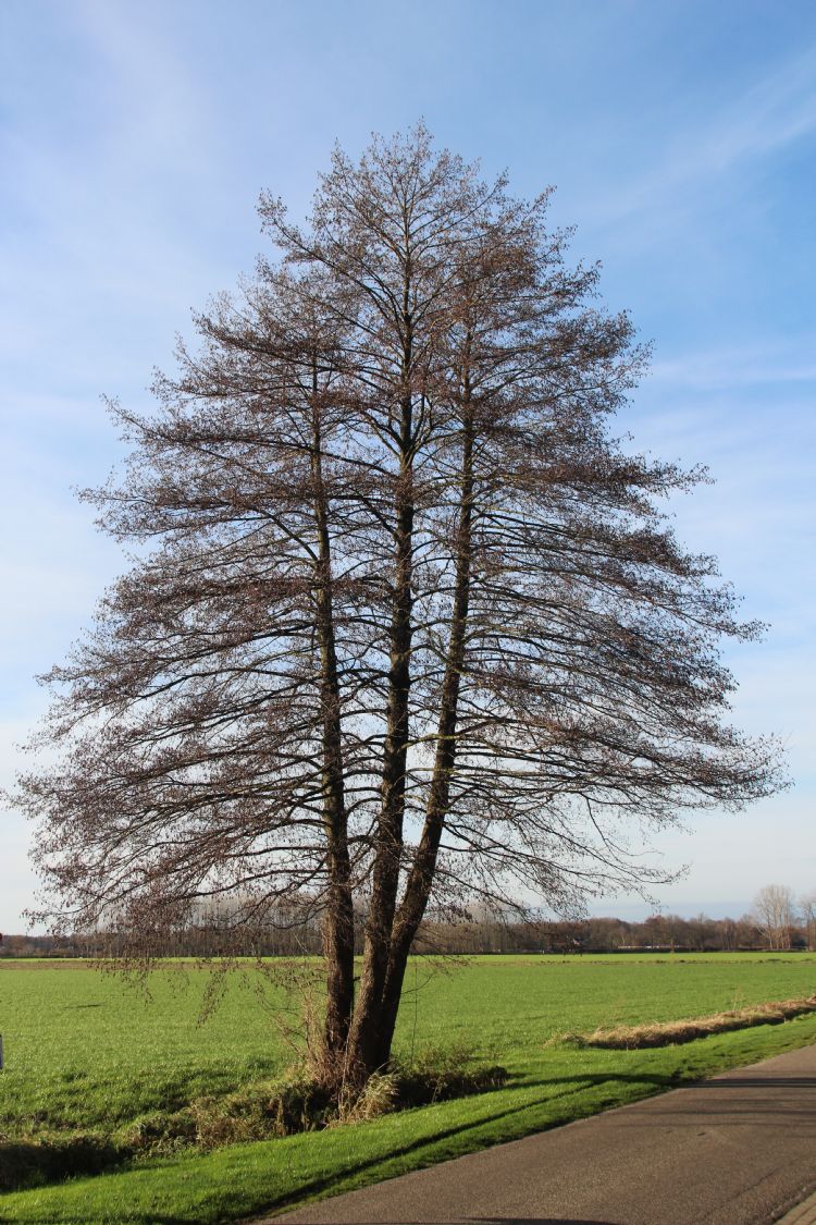 Winterbeeld els <i>Alnus glutinosa</i> (foto Henry Kuppen) Winterbeeld els <i>Alnus glutinosa</i> (foto Henry Kuppen)