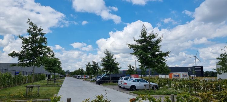 Boomkwekerij Udenhout leverde 22 <i>Alnus ×spaethii 'Spaeth'</i> op bedrijventerrein De Pluim, Zwevegem (België) Boomkwekerij Udenhout leverde 22 <i>Alnus ×spaethii 'Spaeth'</i> op bedrijventerrein De Pluim, Zwevegem (België)