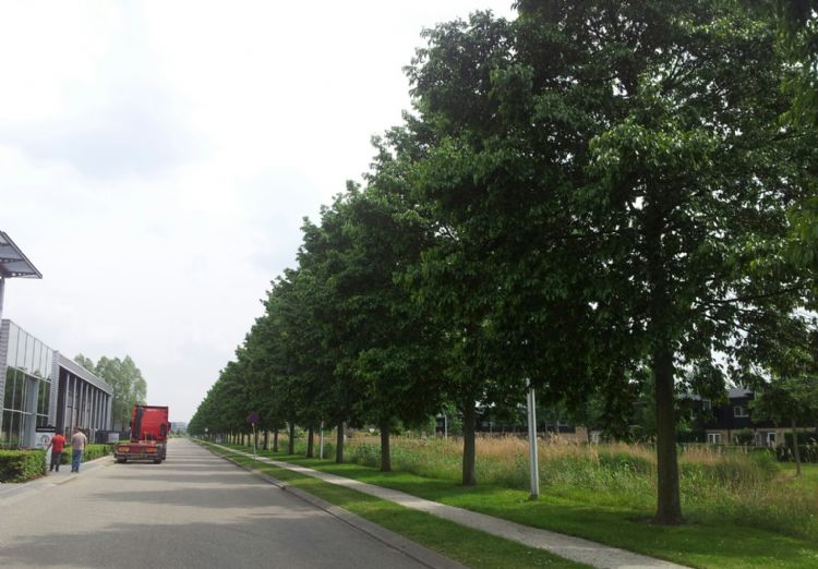 Door de hoge groeisnelheid krijg je in een relatief korte periode erg veel kroonvolume. Door de hoge groeisnelheid krijg je in een relatief korte periode erg veel kroonvolume.