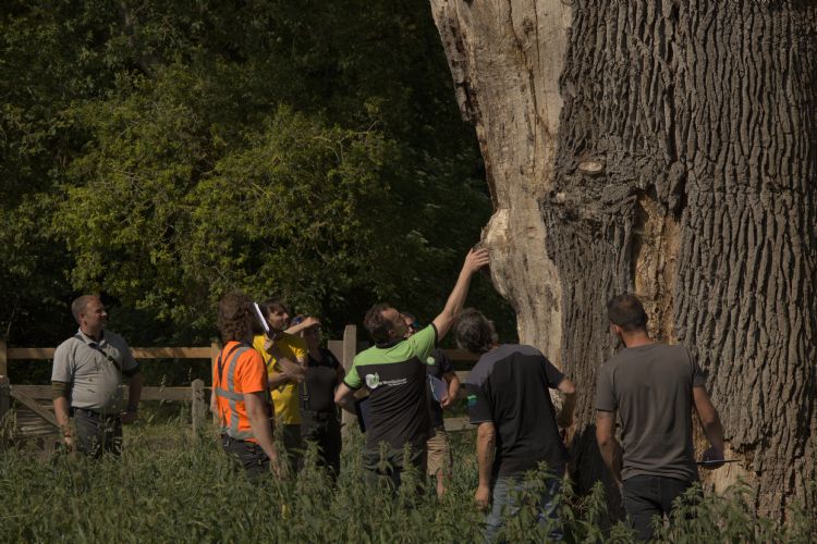 Veel brandnetels aan de afgestorven kant van de stam Veel brandnetels aan de afgestorven kant van de stam