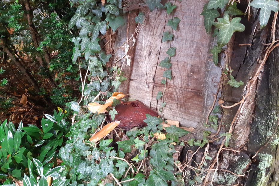 Het vruchtlichaam van een paddenstoel is niet altijd gemakkelijk te ontdekken. Dan is het nog de vraag of het de boom aantast en zo ja, hoe.