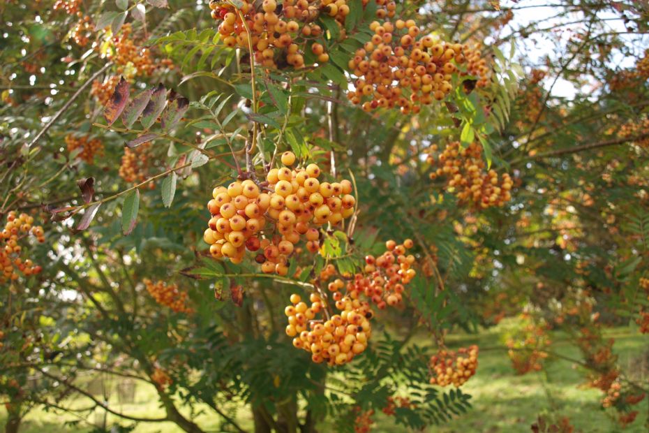 <i>Sorbus</i> 'Copper Kettle' <i>Sorbus</i> 'Copper Kettle'