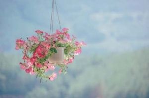 hanging basket