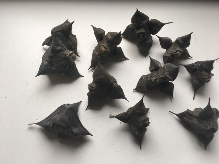 De gedroogde vruchten van de waternoot. De gedroogde vruchten van de waternoot.