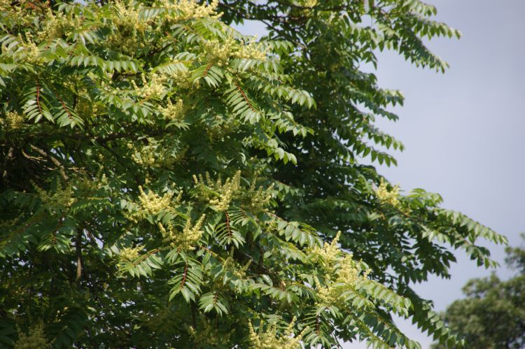Bloesem van <i>Ailanthus altissima</i> Bloesem van <i>Ailanthus altissima</i>