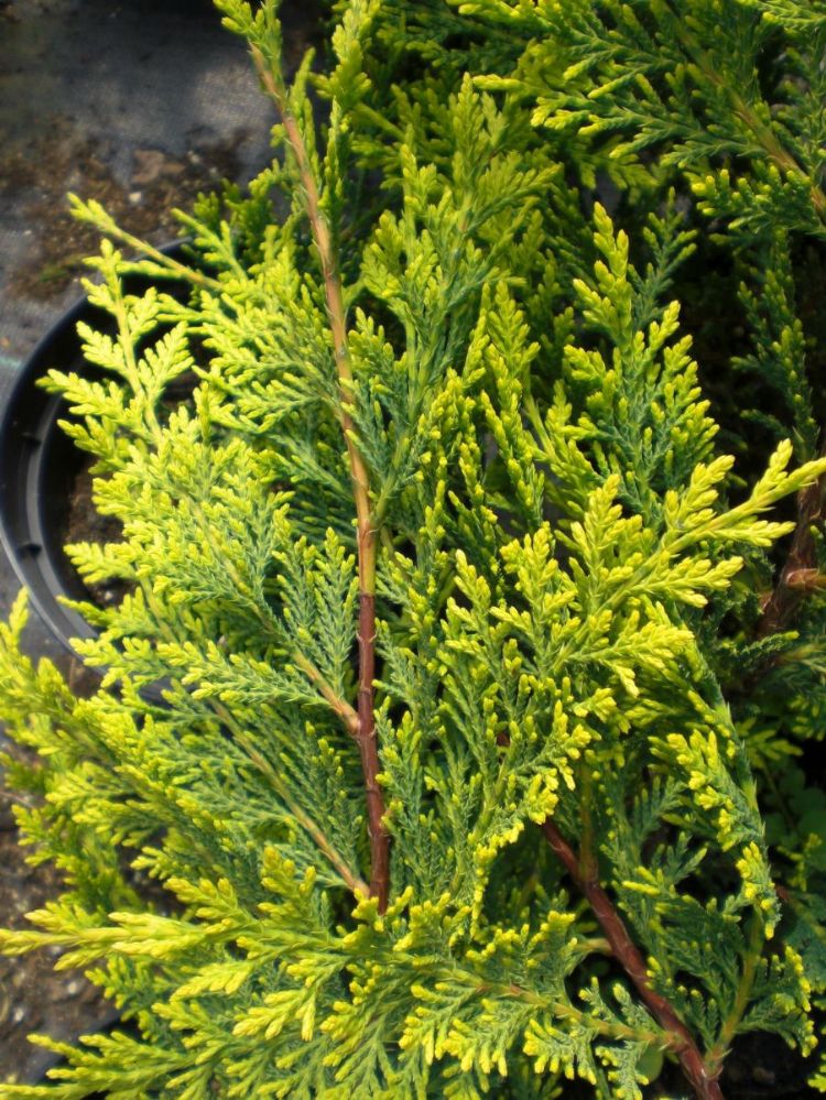 x Cupressocyparis leylandii 'Castlewellan 'Gold' x Cupressocyparis leylandii 'Castlewellan 'Gold'