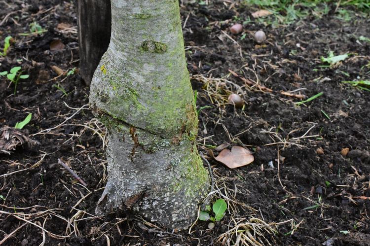 Een ent die zich niet goed heeft ontwikkeld. De boom moet op den duur het veld ruimen Een ent die zich niet goed heeft ontwikkeld. De boom moet op den duur het veld ruimen