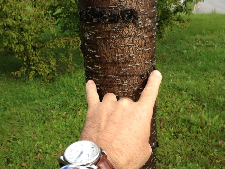 Rotonde Starnberg, achterblijvende kers Rotonde Starnberg, achterblijvende kers