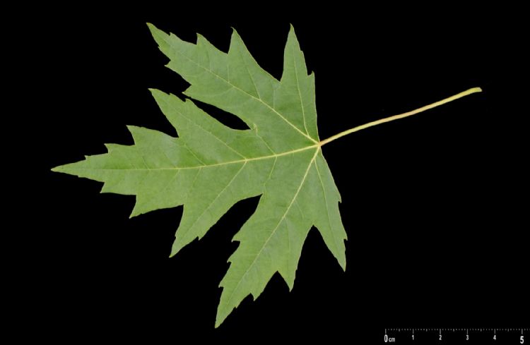 Acer betekent scherpe lobben van het blad