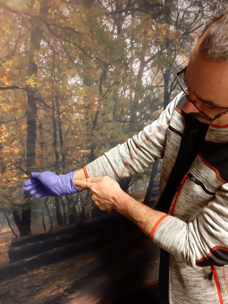 Lars Rodrigues laat zien hoe je met brandharen besmette pbm's uittrekt volgens het veiligheidsprotocol dat tijdens de training eikenprocessierupsbestrijding wordt behandeld. Lars Rodrigues laat zien hoe je met brandharen besmette pbm's uittrekt volgens het veiligheidsprotocol dat tijdens de training eikenprocessierupsbestrijding wordt behandeld.