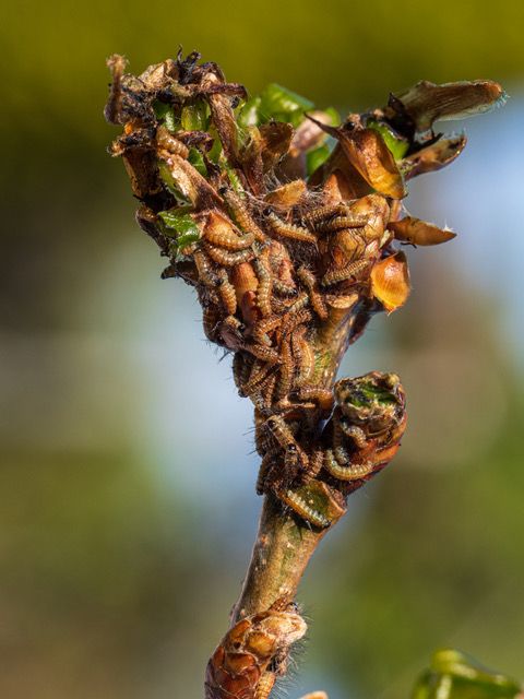 9 dagen oude rupsen, nog in het eerste larve stadium, 8 uur na de behandeling met Siltac SF. 9 dagen oude rupsen, nog in het eerste larve stadium, 8 uur na de behandeling met Siltac SF.