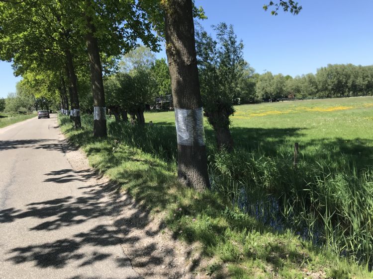 De folie om de stam is een obstakel maar dan zitten de processierupsen er op en dan? De folie om de stam is een obstakel maar dan zitten de processierupsen er op en dan?