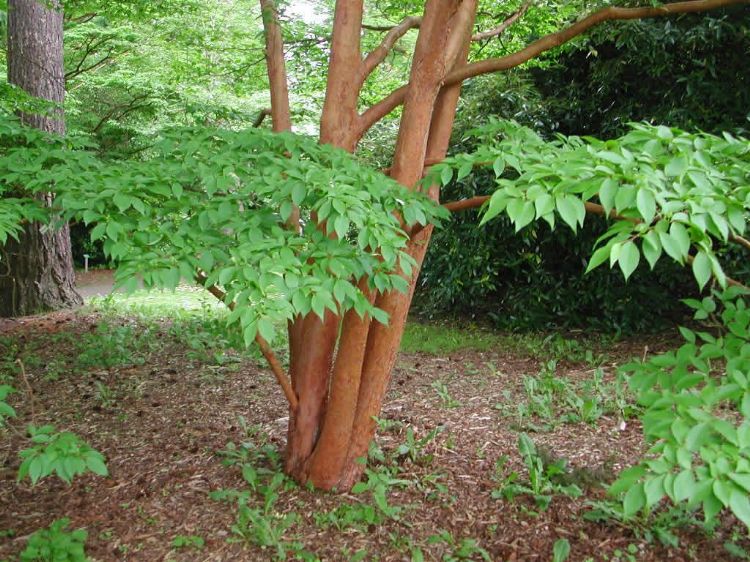 Stewartia monadelpha stamschors Stewartia monadelpha stamschors