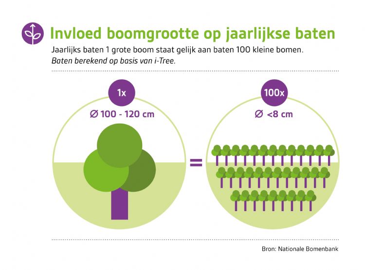 Invloed boomgrootte op jaarlijkse baten Invloed boomgrootte op jaarlijkse baten