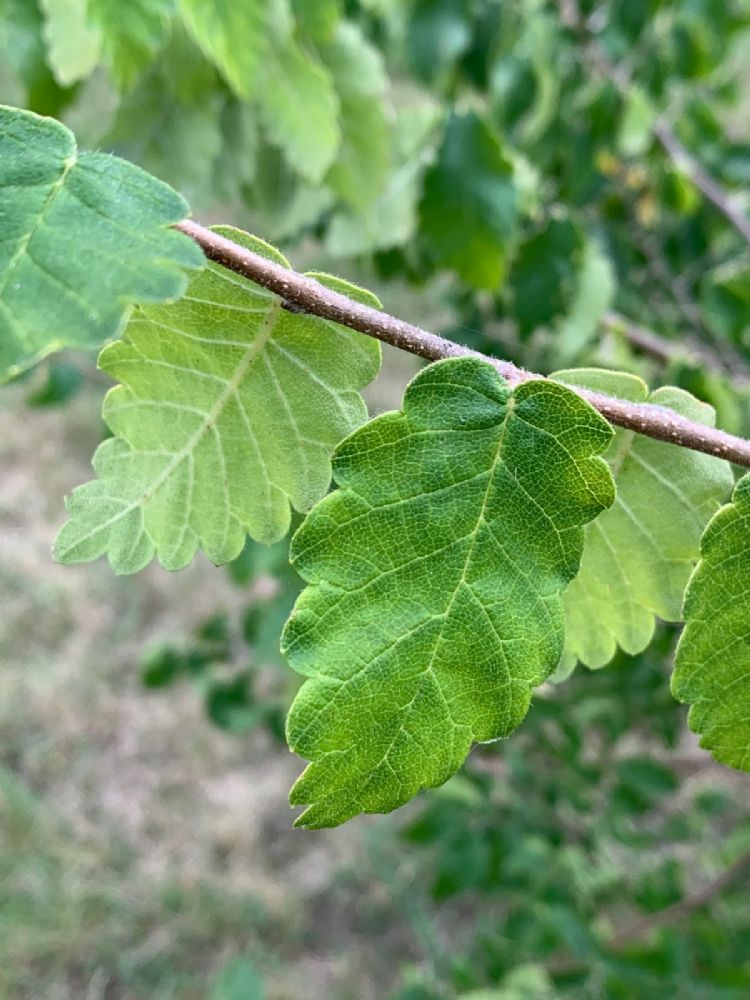 Blad van Zelkova carpinifolia