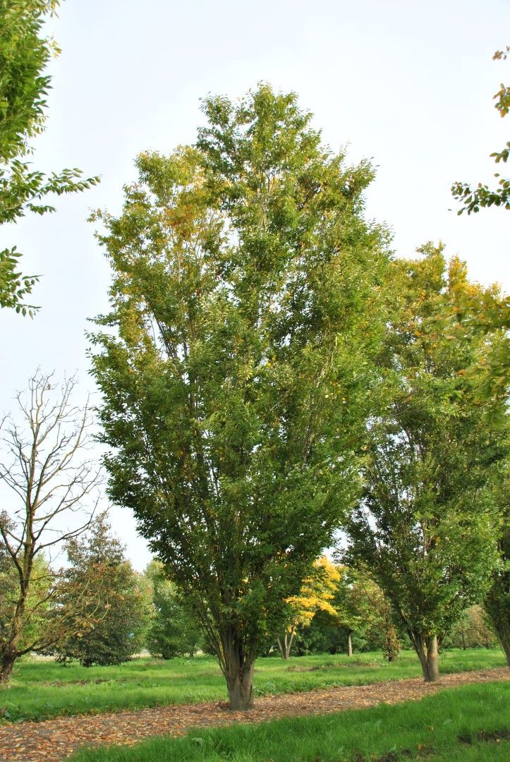 Zelkova carpinifolia 'Pyramidale'