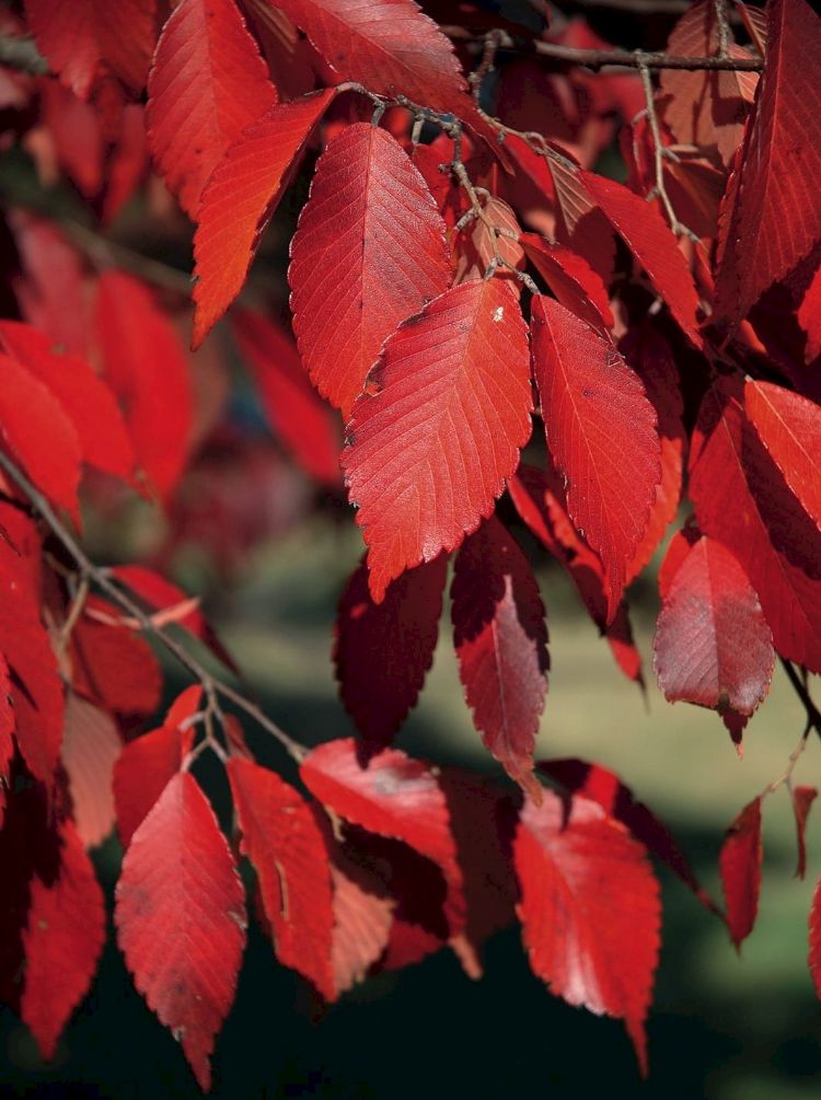 Herfstkleur van Zelkova schneideriana