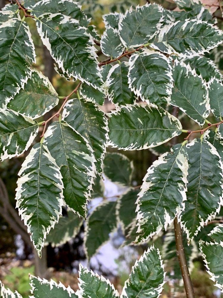 Zelkova serrata 'Goshiki', bonte species