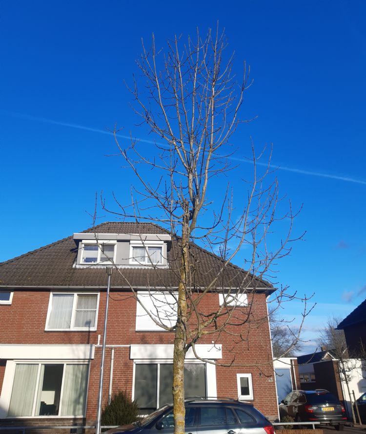 Deze es laat hergroei zien nadat die is aangetast door essentaksterfte. Foto: Tree-o-logic Deze es laat hergroei zien nadat die is aangetast door essentaksterfte. Foto: Tree-o-logic