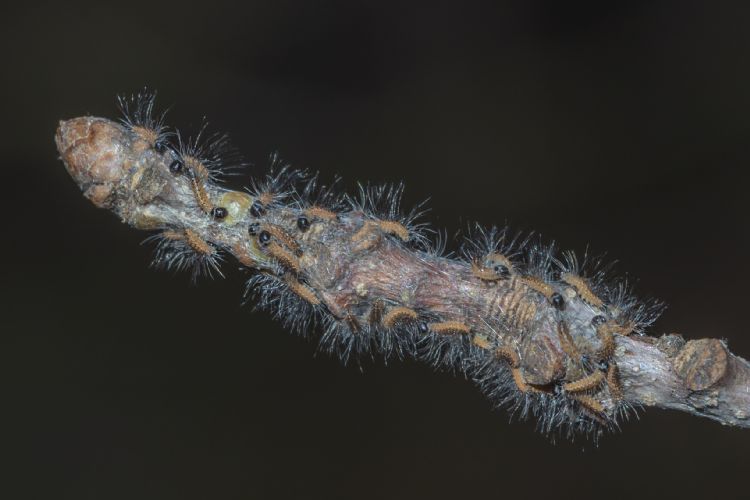 Foto: Storix Foto: Storix