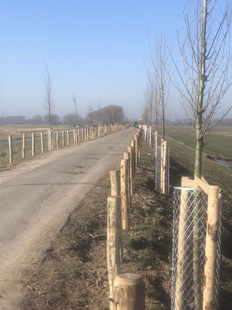 Herplant met iepen Herplant met iepen