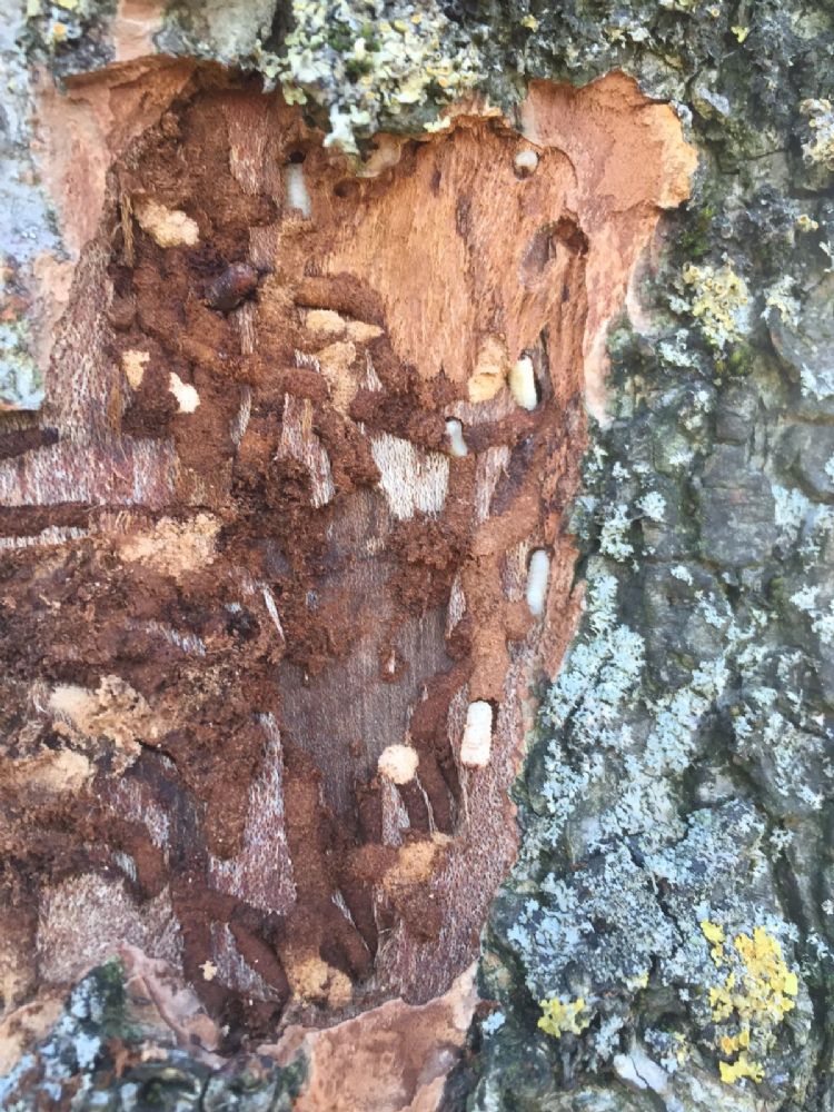 De larven van de iepenspintkever. Foto: Gauke Dam De larven van de iepenspintkever. Foto: Gauke Dam