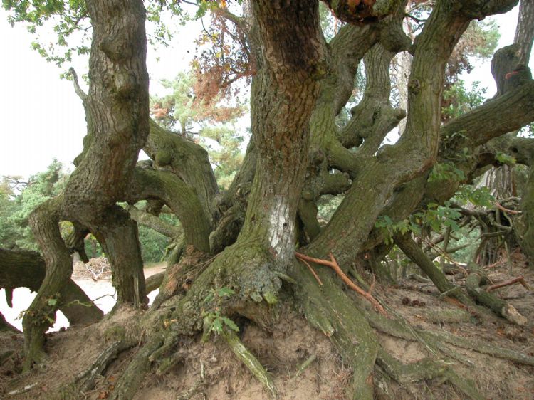 Uitgegroeid hakhout van een oude zomereik in de Loonse en Drunense Duinen (N.-Br.) Uitgegroeid hakhout van een oude zomereik in de Loonse en Drunense Duinen (N.-Br.)
