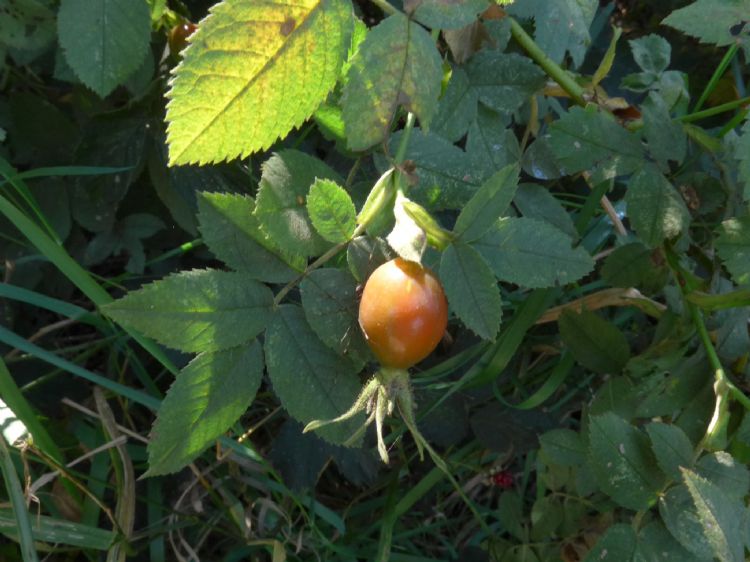 Zeer zeldzame berijpte viltroos in de Noordelijke Friese Wouden - het laatste exemplaar (Fr.) Zeer zeldzame berijpte viltroos in de Noordelijke Friese Wouden - het laatste exemplaar (Fr.)