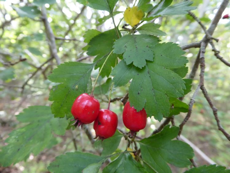De grootvruchtige meidoorn in het potkleigebied van Roden en Norg (Dr.) De grootvruchtige meidoorn in het potkleigebied van Roden en Norg (Dr.)