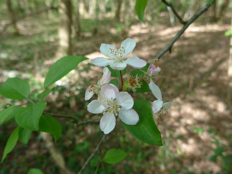 Bloeiende wilde appel in het Lieverder Noordbos (Dr.) Bloeiende wilde appel in het Lieverder Noordbos (Dr.)