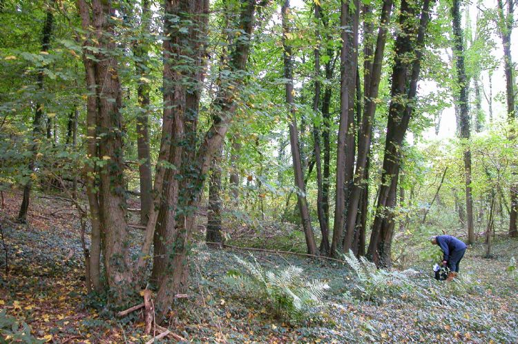 Het laatste lindebos in ons land, het Savelsbos in Zuid-Limburg, met zomerlinde en winterlinde Het laatste lindebos in ons land, het Savelsbos in Zuid-Limburg, met zomerlinde en winterlinde