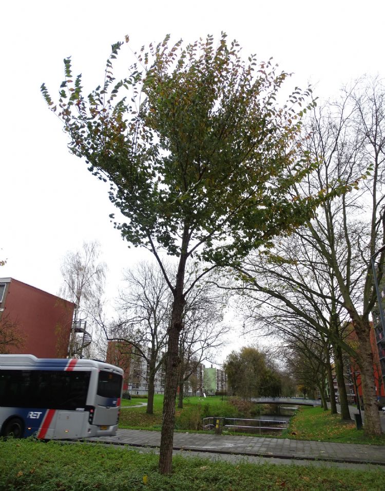 <i>Ulmus</i> 'New Horizon' is, net als 'Columella', resistent tegen de iepenziekte <i>Ulmus</i> 'New Horizon' is, net als 'Columella', resistent tegen de iepenziekte