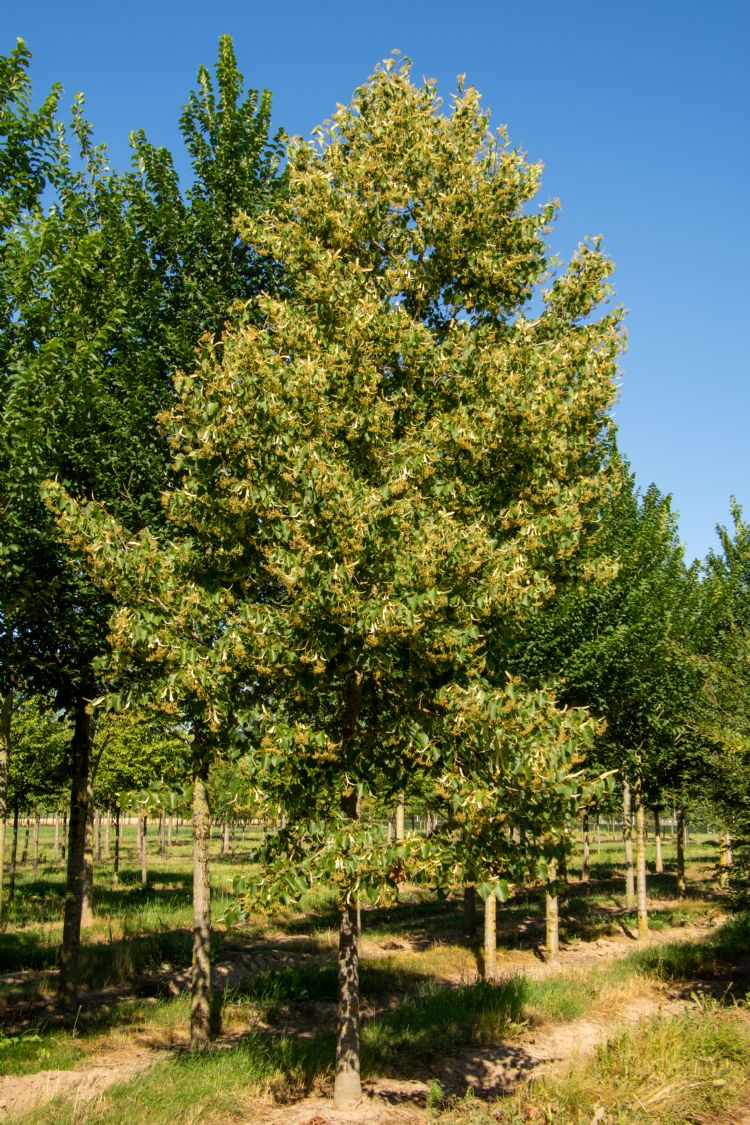 <i>Tilia henryana</i> <i>Tilia henryana</i>