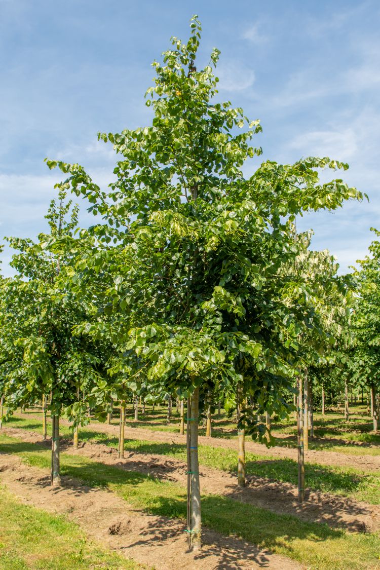 <i>Tilia flavescens</i> 'Glenleven' <i>Tilia flavescens</i> 'Glenleven'