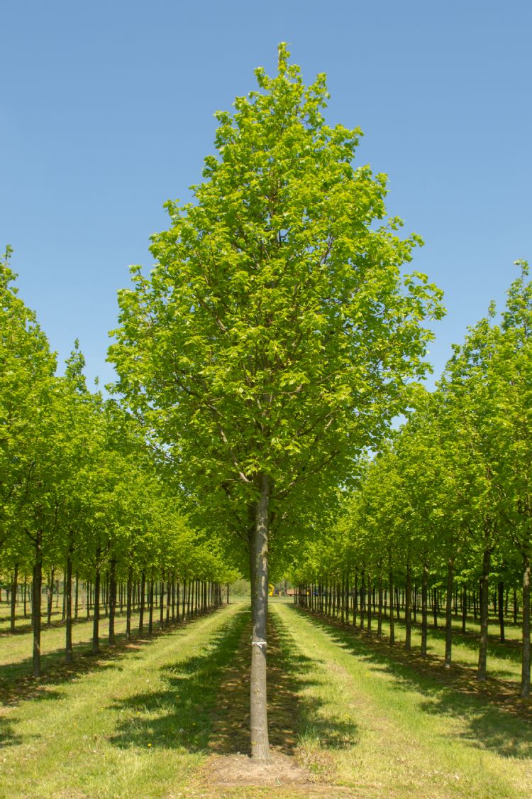 <i>Tilia platyphyllos</i> 'Örebro' <i>Tilia platyphyllos</i> 'Örebro'