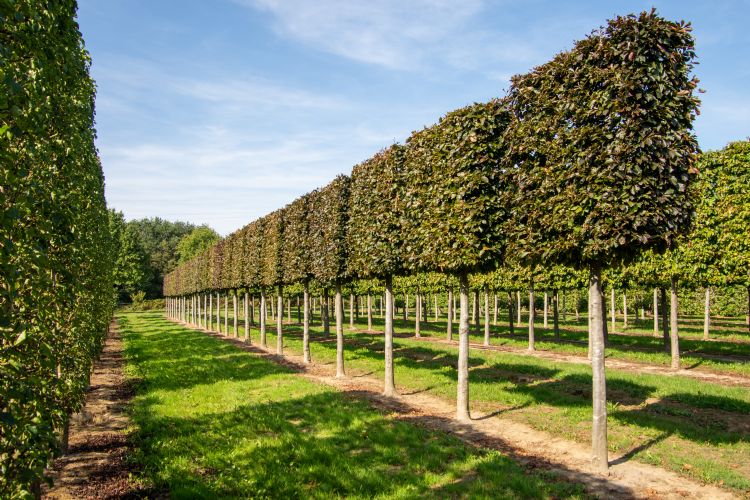 <i>Fagus sylvatica</i> 'Atropunicea', geschoren leivorm op stam <i>Fagus sylvatica</i> 'Atropunicea', geschoren leivorm op stam