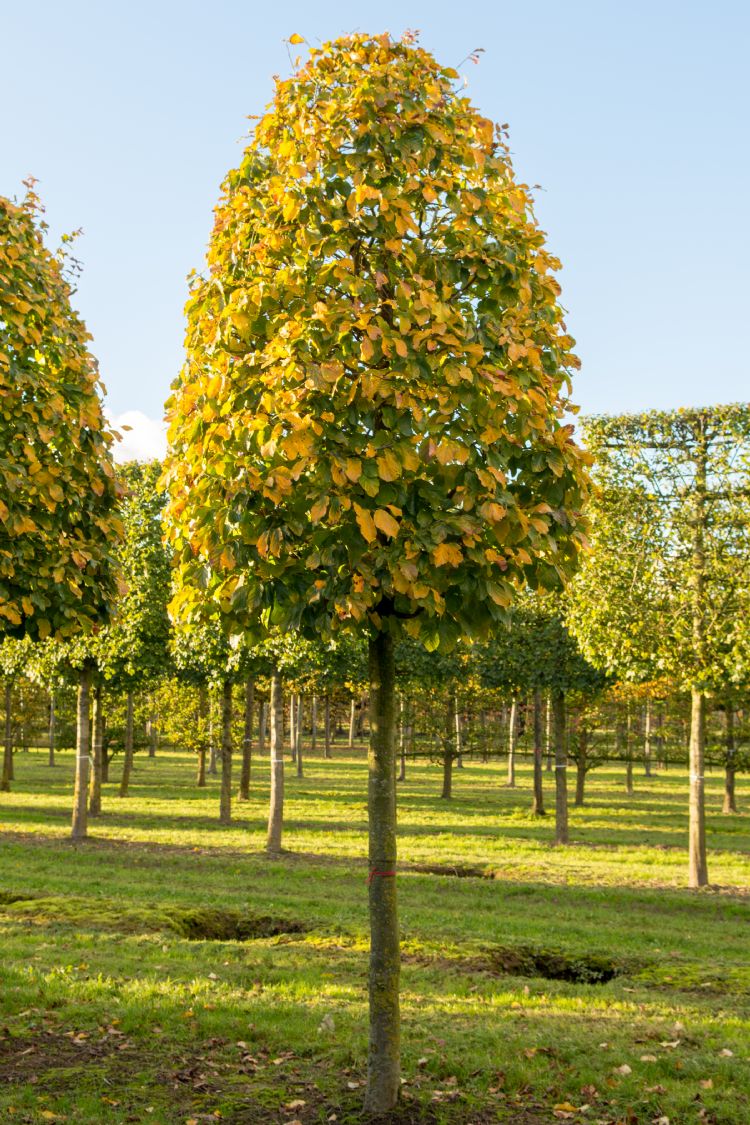 <i>Parrotia persica</i>, hoogstambijenkorf, 450 cm hoog <i>Parrotia persica</i>, hoogstambijenkorf, 450 cm hoog