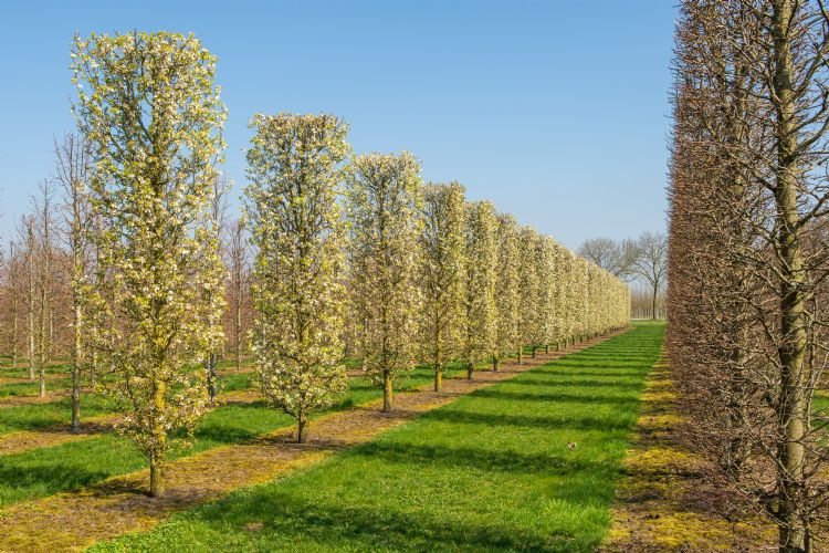 <i>Pyrus calleryana</i> 'Chanticleer', zuil <i>Pyrus calleryana</i> 'Chanticleer', zuil