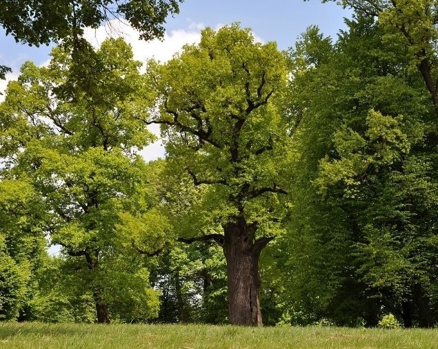 Józef Eik in Polen, winnaar 2017 (foto: Rafal Godek)