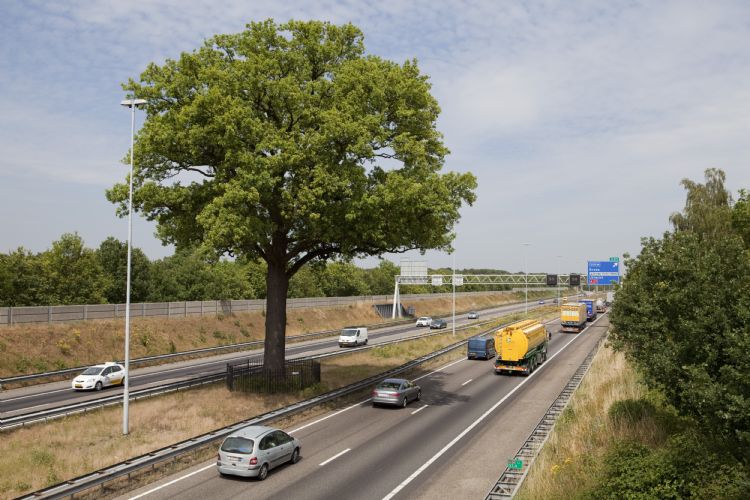 De monumentale eik op de A58 is een van de kanshebbers