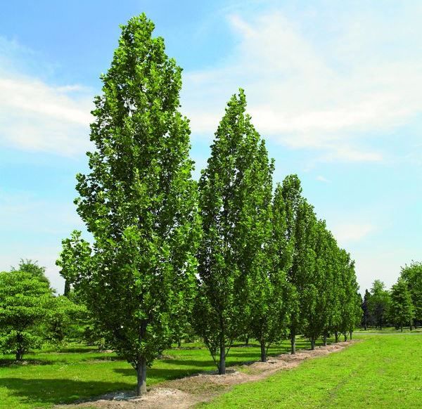 Liriodendron tulipifera 'Fastigiatum'