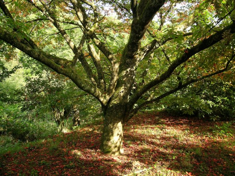 Acer cissigolium stam met gesteltakken