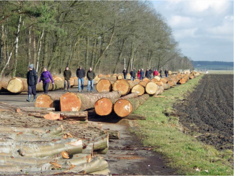 De Rondhoutveiling in 2020. Foto: de Bosgroepen