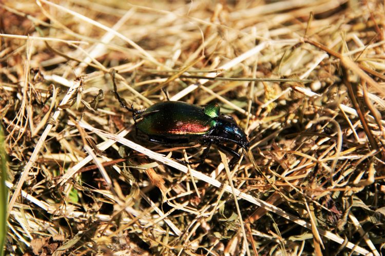 Calosoma sycophanta. Foto: Henry Kuppen