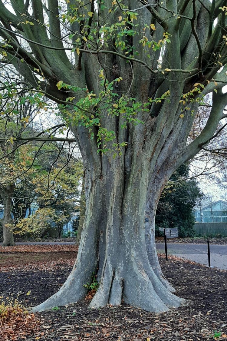 Stam van Zelkova carpinifolia