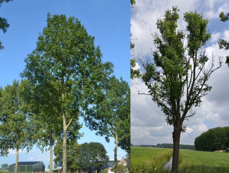 Een gezonde en een geïnfecteerde es