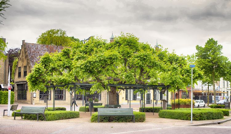 De Moeierboom in Etten-Leur. Foto: Egon Zitter