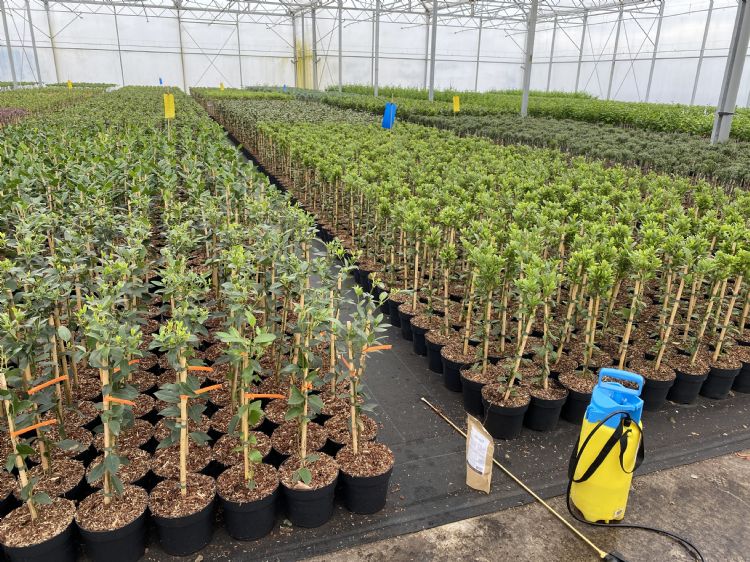 Arichieffoto: Gebruik van Mycordip Universeel, voor het testen van Mycorrhiza in containerteelt